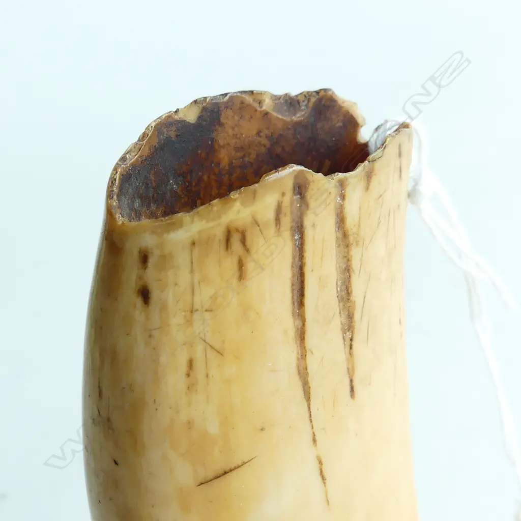OLD FIJIAN TABUA  L.145mm with staining Image 1++