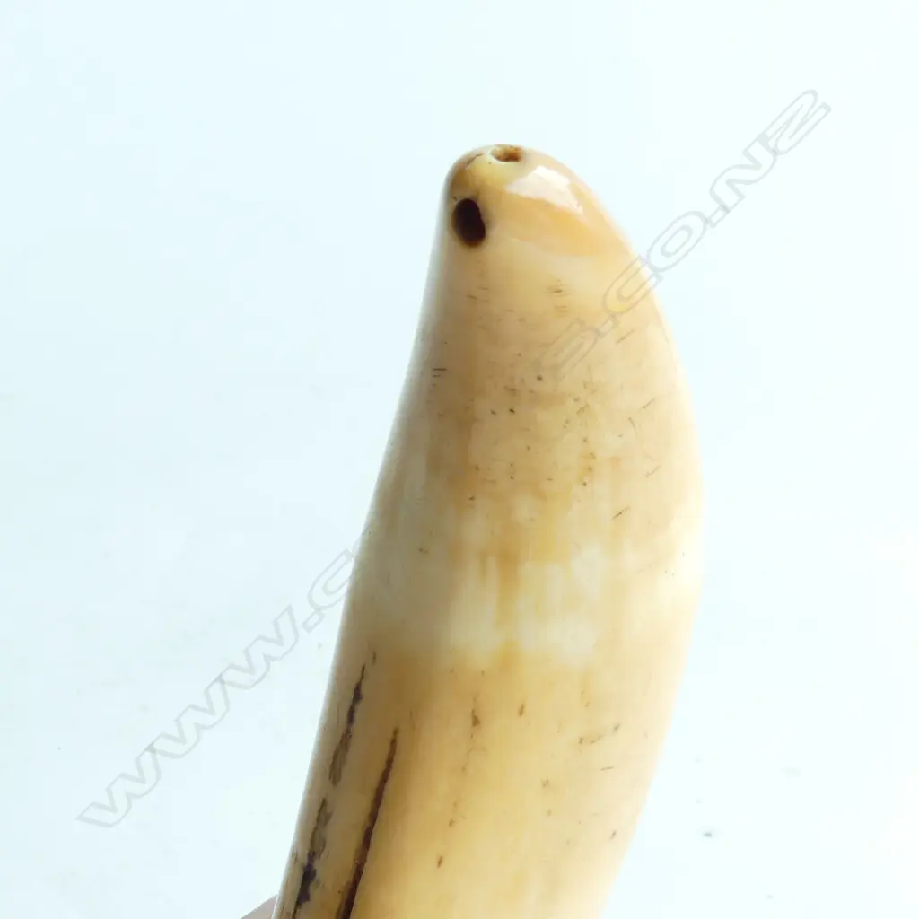 OLD FIJIAN TABUA  L.145mm with staining Image 1++