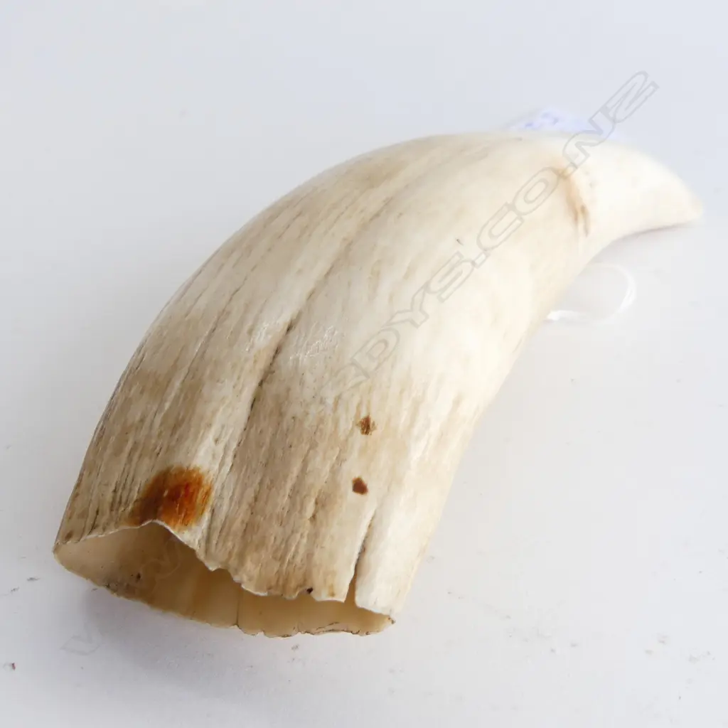 OLD FIJIAN WHALES TOOTH L.145mm Image 1++