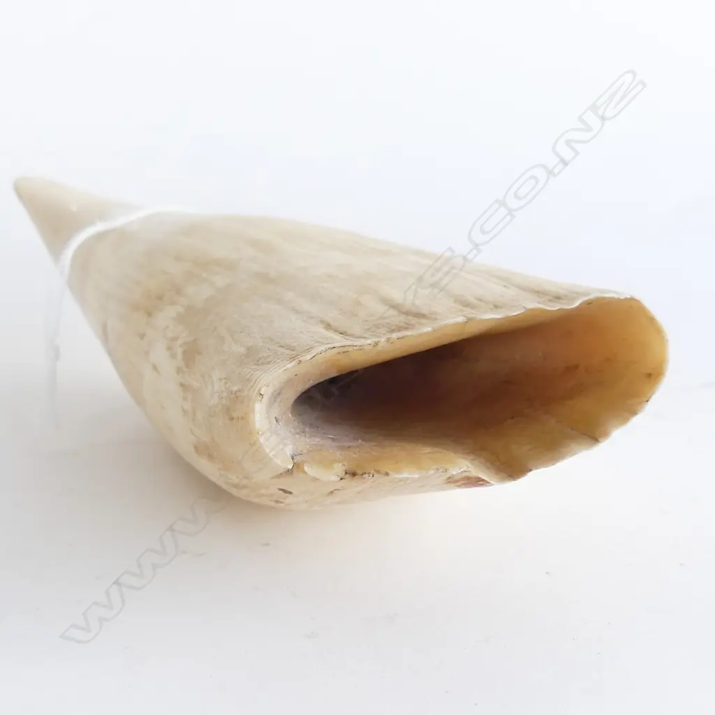 OLD FIJIAN WHALES TOOTH L.145mm Image 1++
