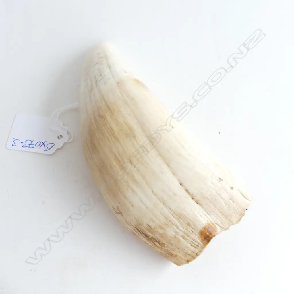 OLD FIJIAN WHALES TOOTH L.145mm Image 1++