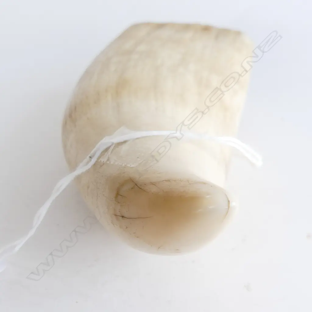OLD FIJIAN WHALES TOOTH L.145mm Image 1++