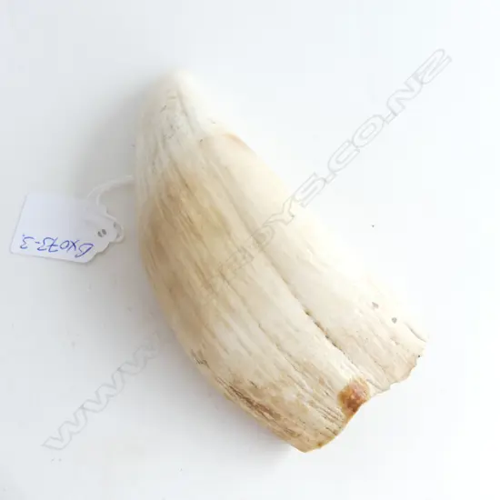 OLD FIJIAN WHALES TOOTH L.145mm