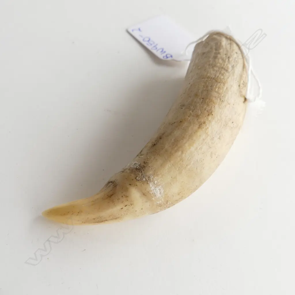 OLD WHALE TOOTH L 95MM Image 1++