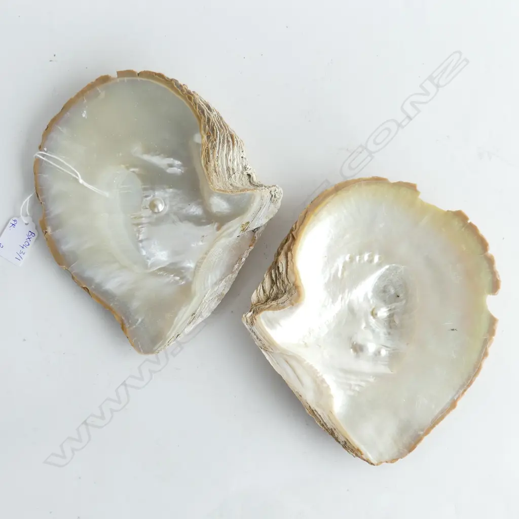 2 MABE PEARLS ON PEARL SHELL FROM BROOME WA 190x170mm Image 1++