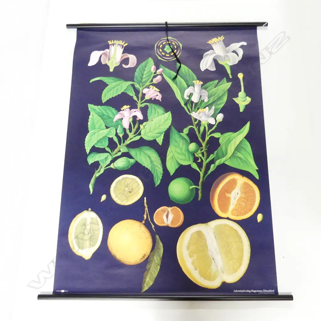 GERMAN CITRUS BOTANICAL CHART 1140x825mm Image 1++