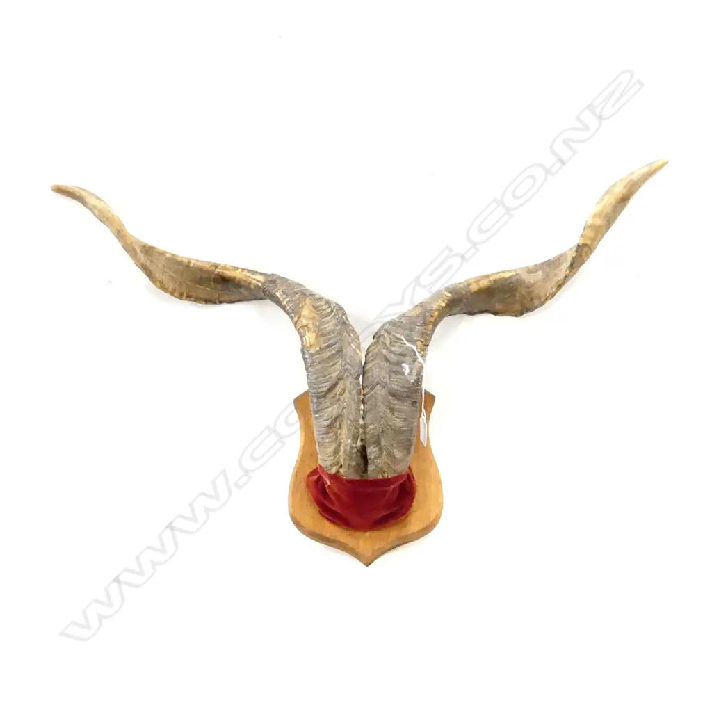 VINTAGE MOUNTED HORNS W.790mm Image 1++