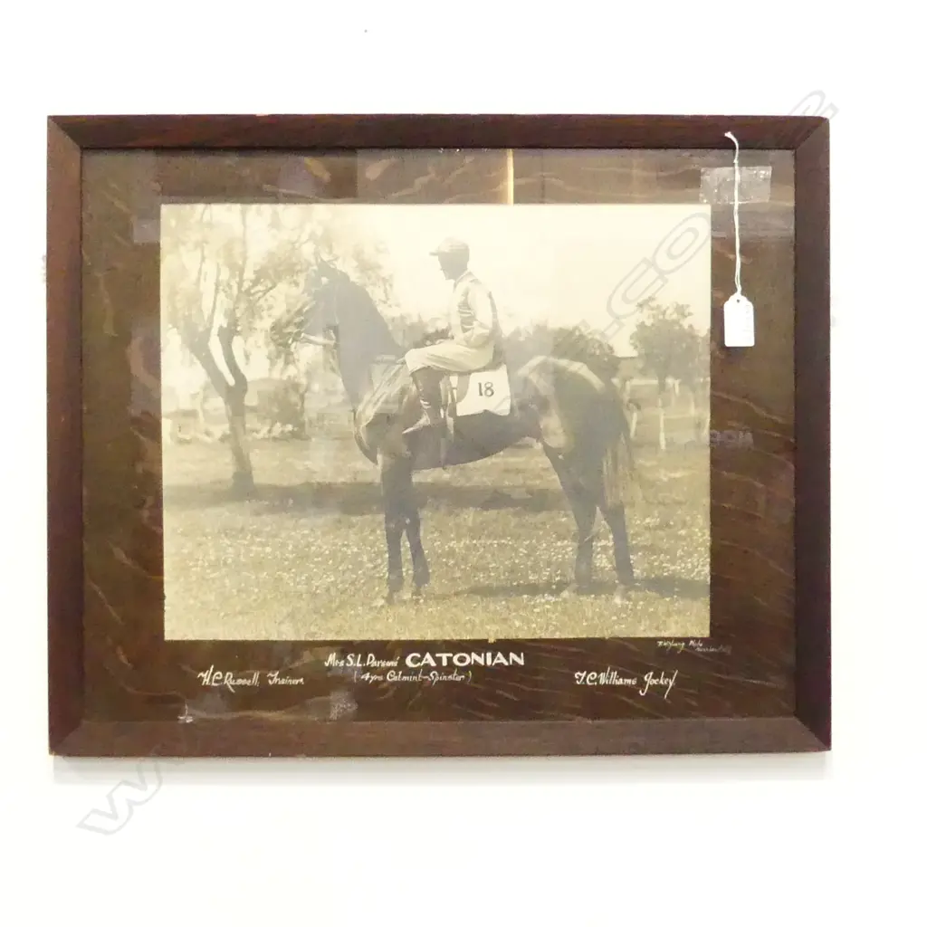 VINTAGE FRAMED B/W HORSE PHOTO; CATONIAN 300x380mm Image 1++