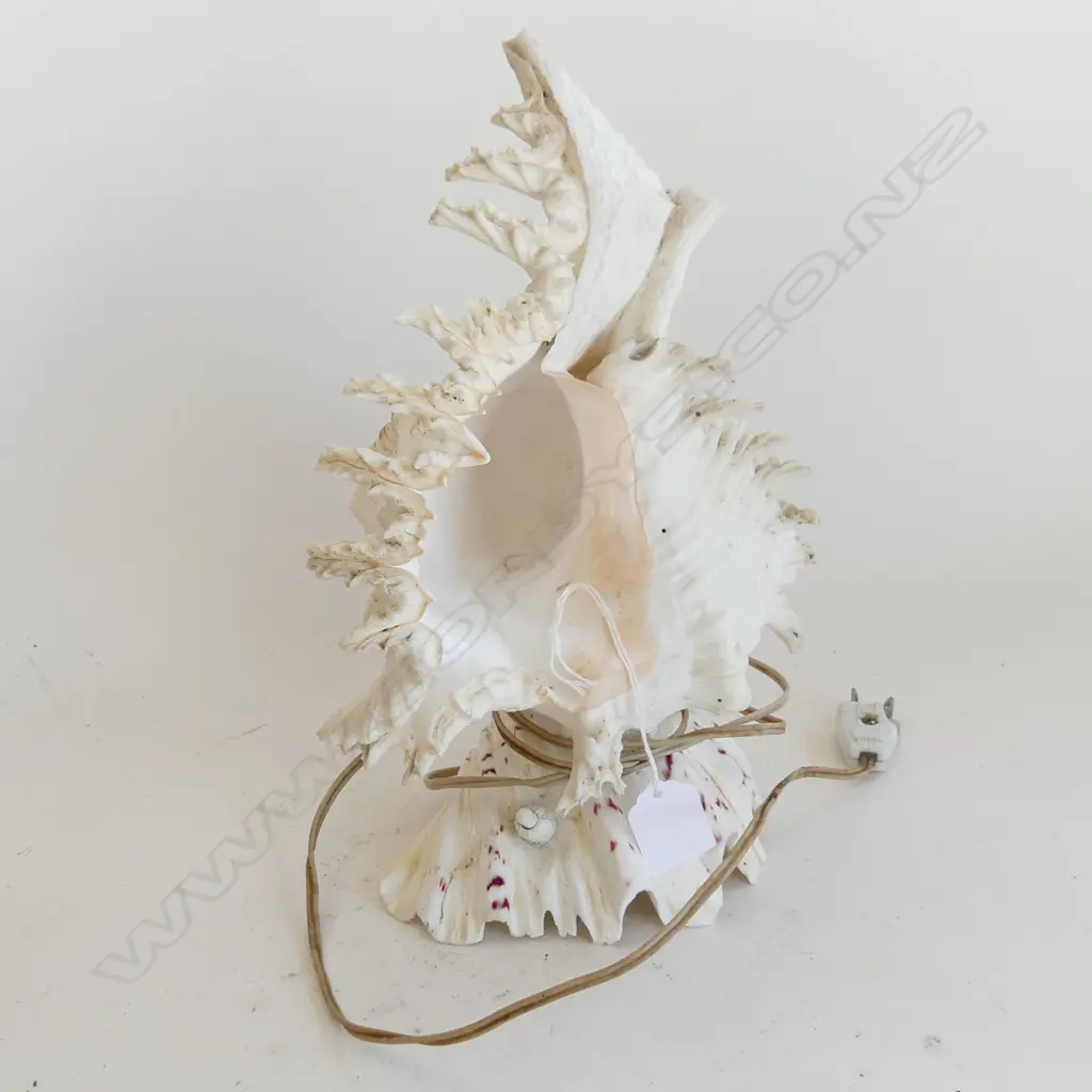 MUREX RAMOSUS SHELL LIGHT - IN WORKING ORDER. H. 290Mmm *RTV* Image 1++