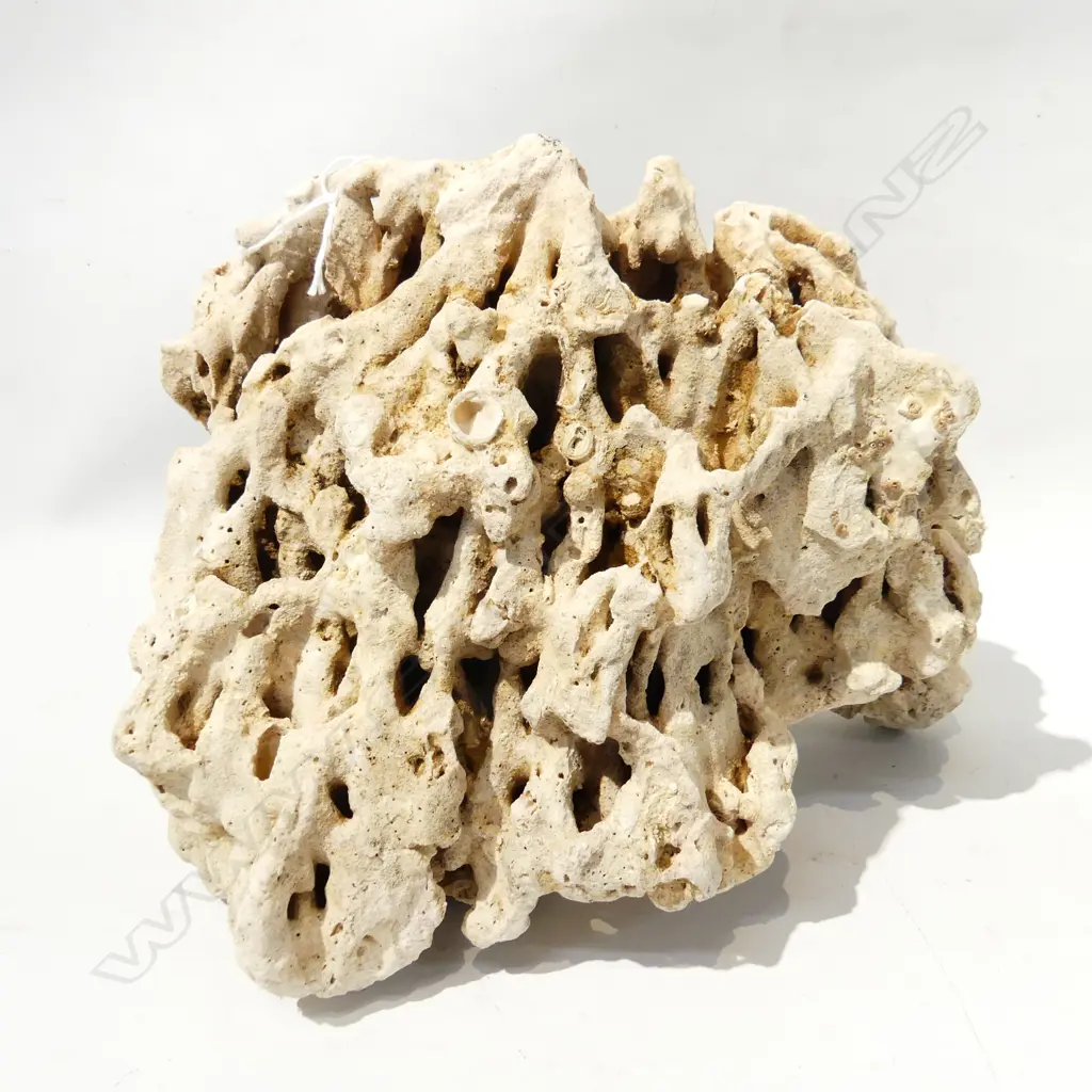 CORAL SPECIMEN 2.4KG W.250mm Image 1++