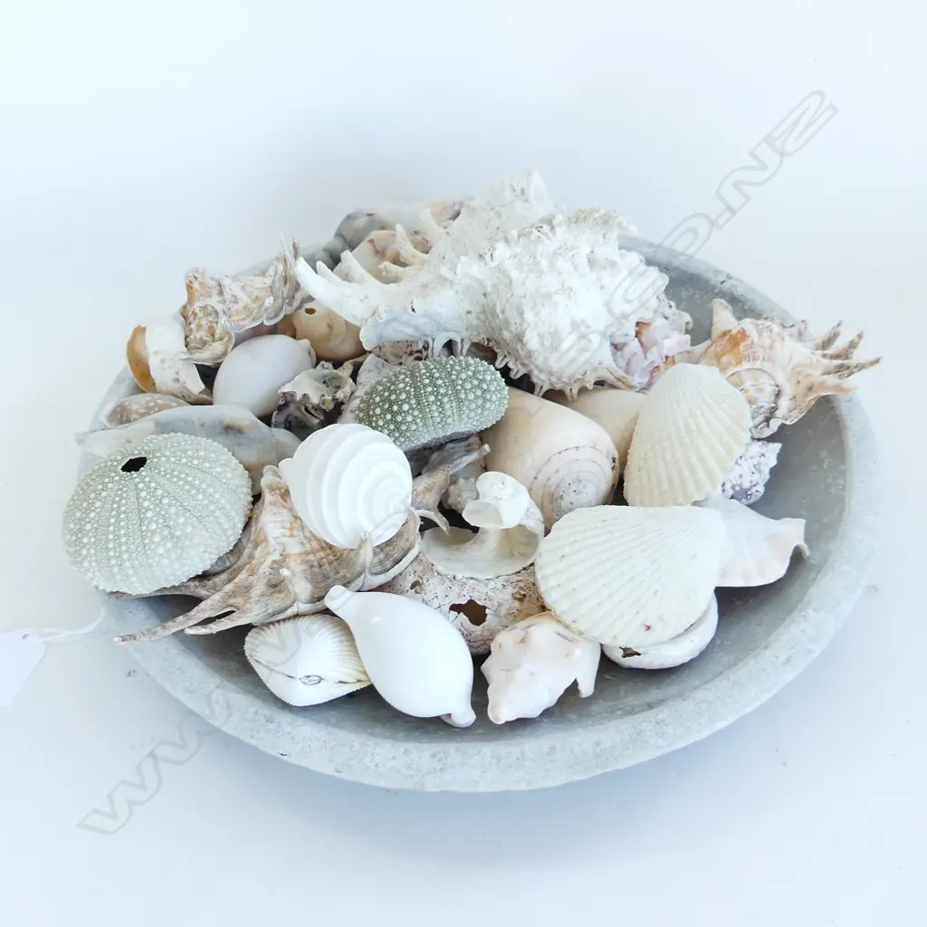 LG CONCRETE TRAY OF ASSORTED SEA SHELLS  Image 1++