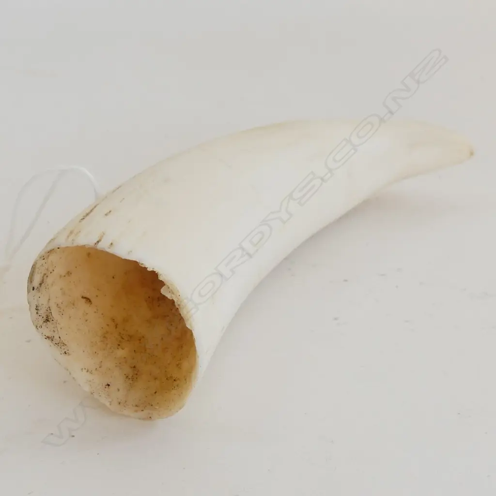 WHALES TOOTH L.120mm matte polished Image 1++