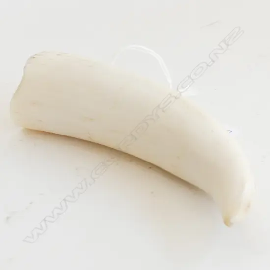 WHALES TOOTH L.120mm matte polished