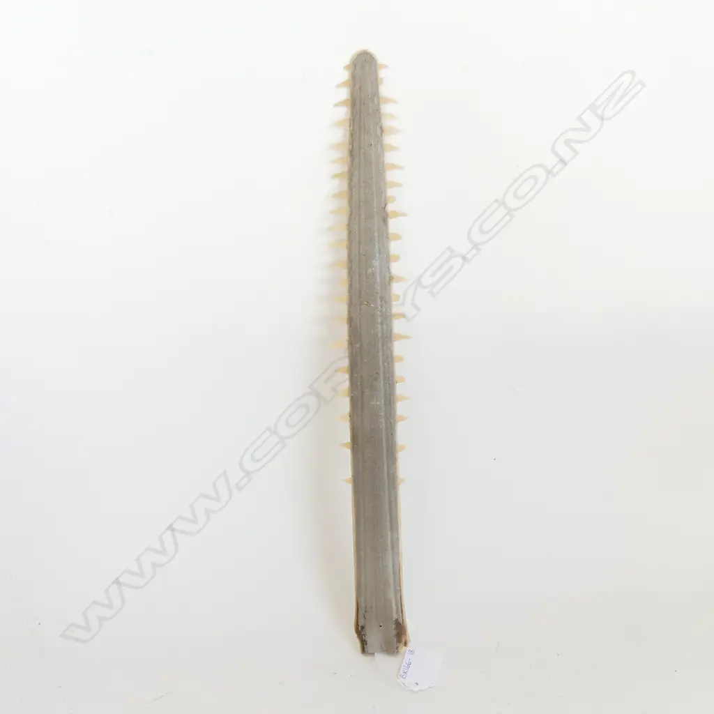 SAWFISH OR CARPENTER SHARK BILL - NO MISSING TEETH. L. 380mm Image 1++