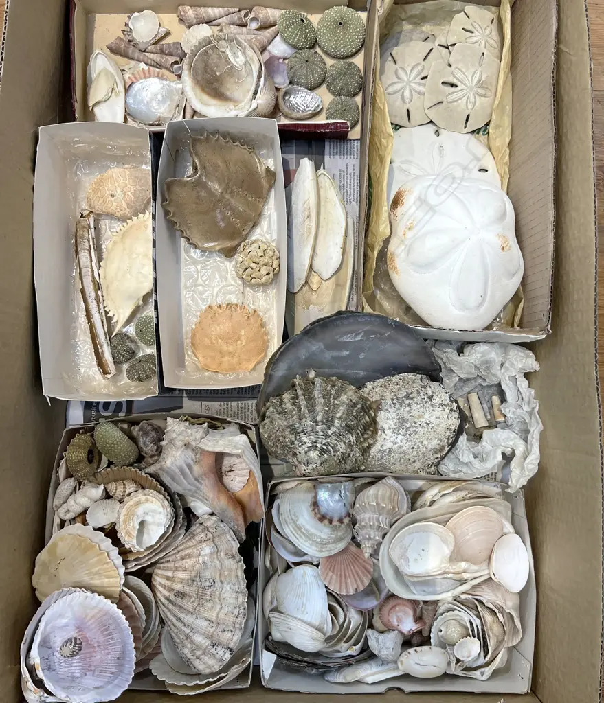 LGE COLLECTION SEA SHELLS + CRABS + STAR FISH ETC Image 1++