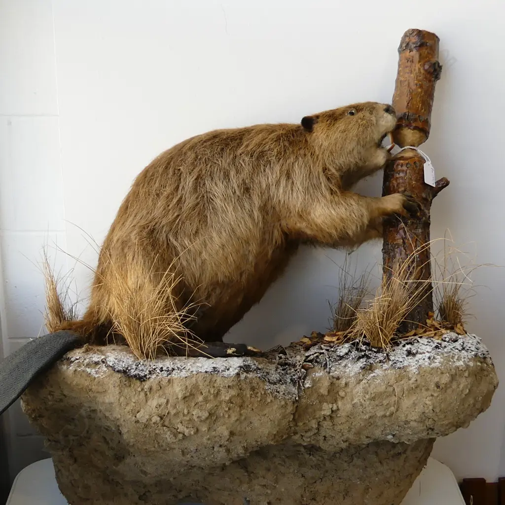 TAXIDERMY BEAVER CHEWING STUMP 700x330x700mm Image 1++