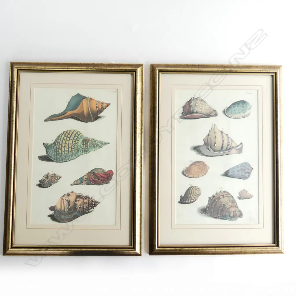 2 FRAMED ENGRAVINGS OF SHELLS 200 X 320mm Image 1++