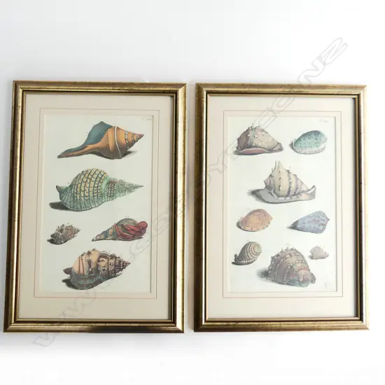 2 FRAMED ENGRAVINGS OF SHELLS 200 X 320mm
