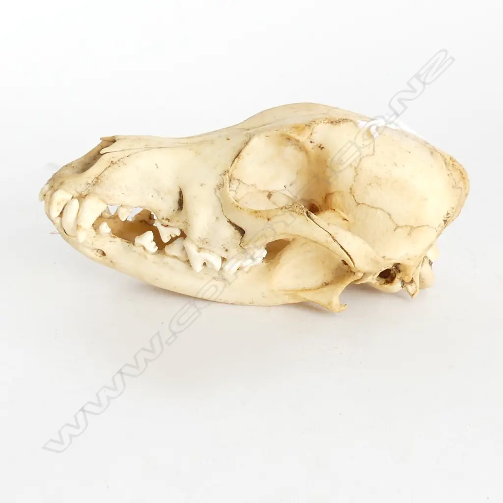 SMALL ANIMAL SKULL L. 160mm Image 1++