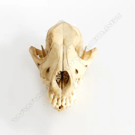SMALL ANIMAL SKULL L. 160mm