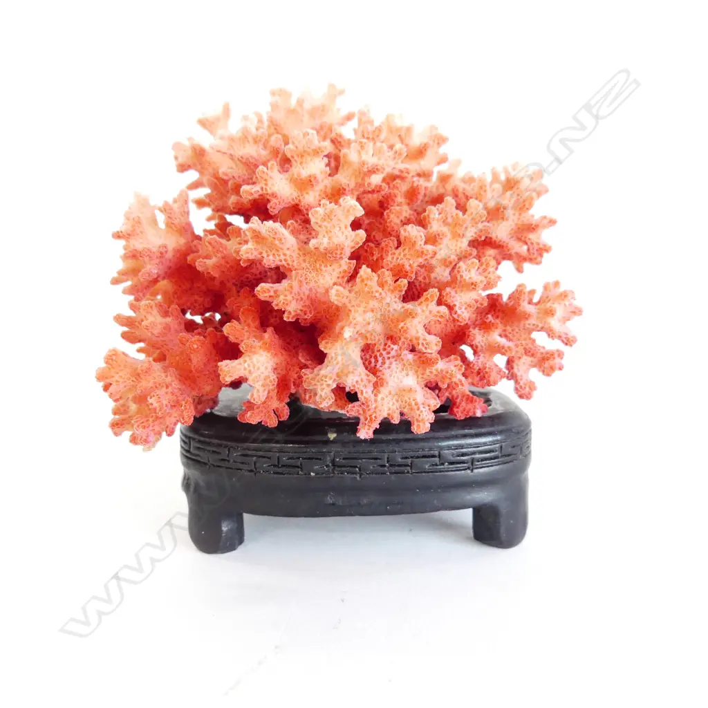 RED CORAL ON WOODEN STAND H.100mm Image 1++