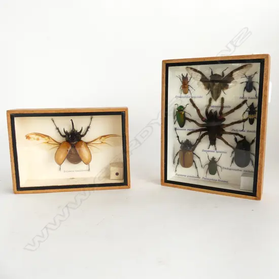 2 ENTOMOLOGY DISPLAY BOXES 1 WITH 9 BUGS / SPIDERS (152 X 200mm) + 1 WITH RHINOCEROS BEETLE (122 X 173mm)