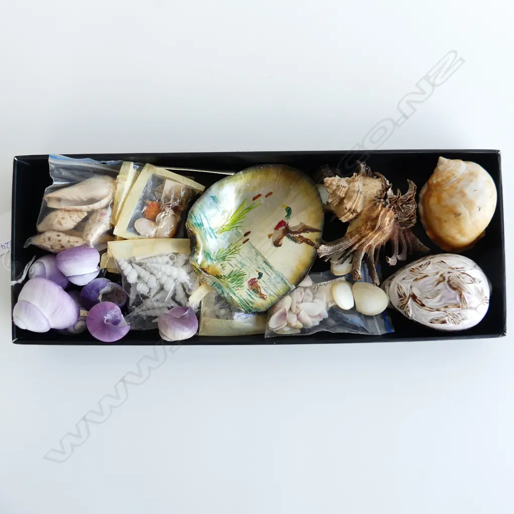 SM SHALLOW BOX ASST SHELLS INCL PURPLE SEA SNAIL SHELLS, MUREX, 2 DECORATED SHELLS ETC.. Image 1++