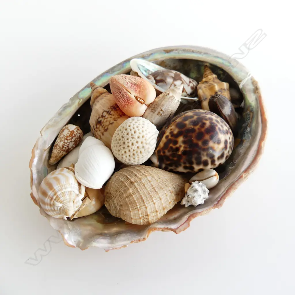 LG MOP SHELL WITH BIG COLLECTION OF SHELLS INCL CLOSED ORANGE CLAM SHELL, TIGER COWRIE ETC... Image 1++