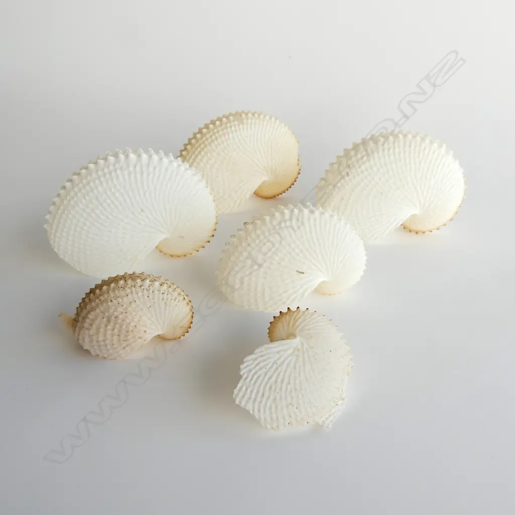 6 PAPER NAUTILUS SHELLS LARGEST W. 130mm (1 BROKEN, 1 w. FAULTS) Image 1++