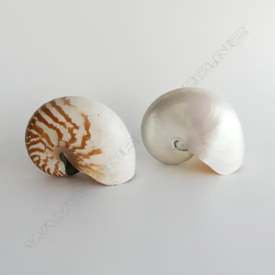 2 LG SHELLS; NAUTILUS POMPILIUS (H. 180mm) & PEARL NAUTILUS (H. 180mm)