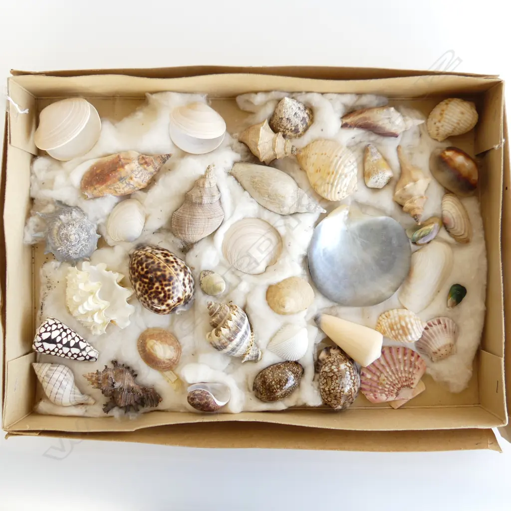 LG SHALLOW BOX  ASST SHELLS INCL MARBLE CONE, FRILLY CLAM, TIGER COWRIE ETC.. Image 1++