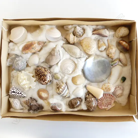 LG SHALLOW BOX  ASST SHELLS INCL MARBLE CONE, FRILLY CLAM, TIGER COWRIE ETC..