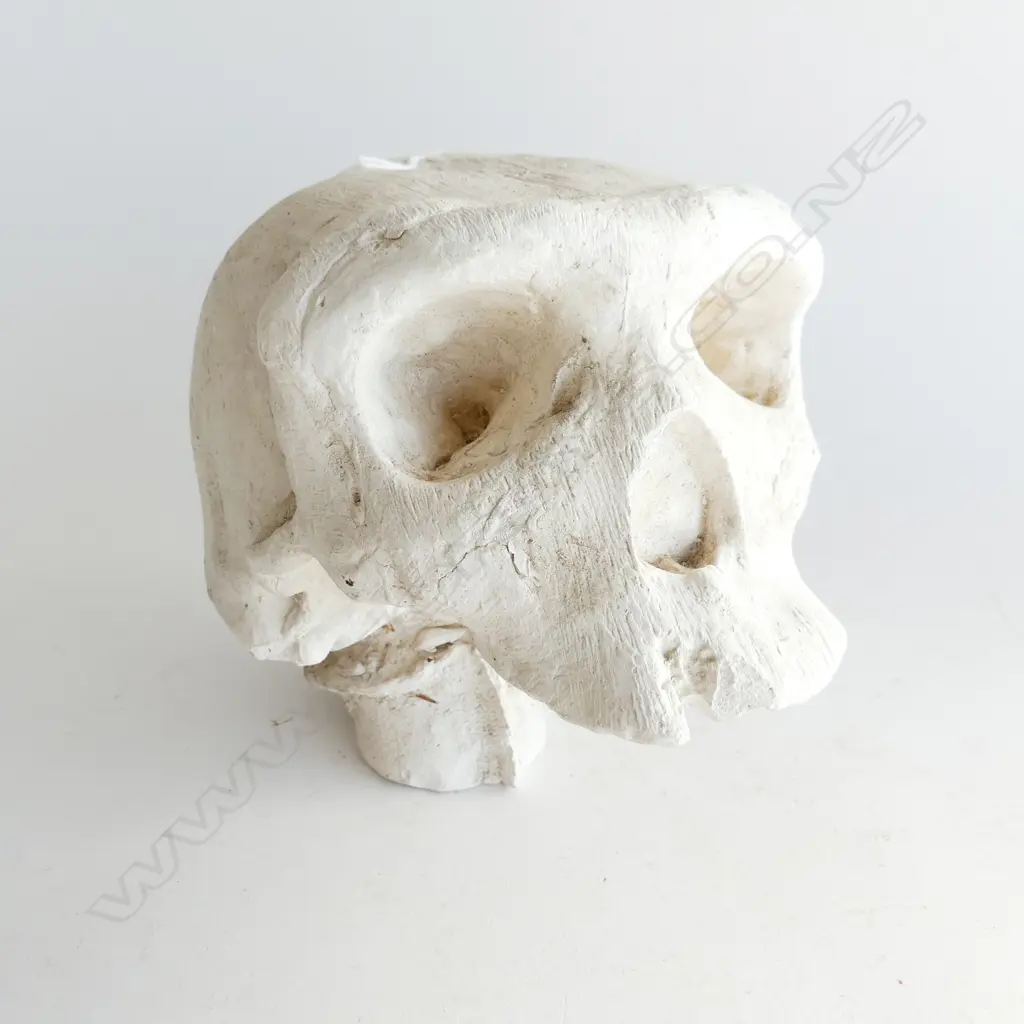 PLASTER SKULL H.180mm Image 1++