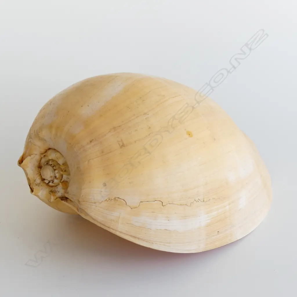 LARGE SHELL   APPROX  L. 280mm Image 1++
