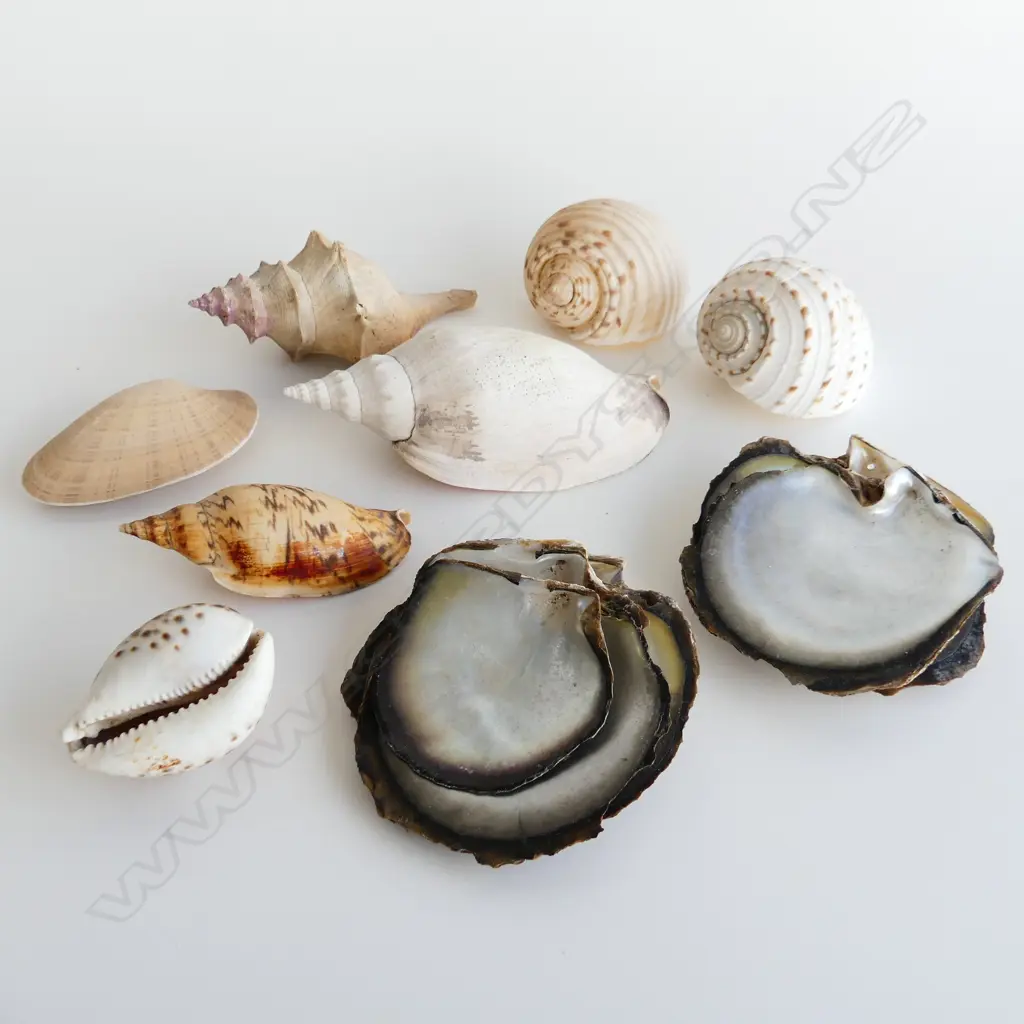 14 ASST LARGE SHELLS INCL TIGER COWRIE & OYSTER SHELLS ETC.. Image 1++