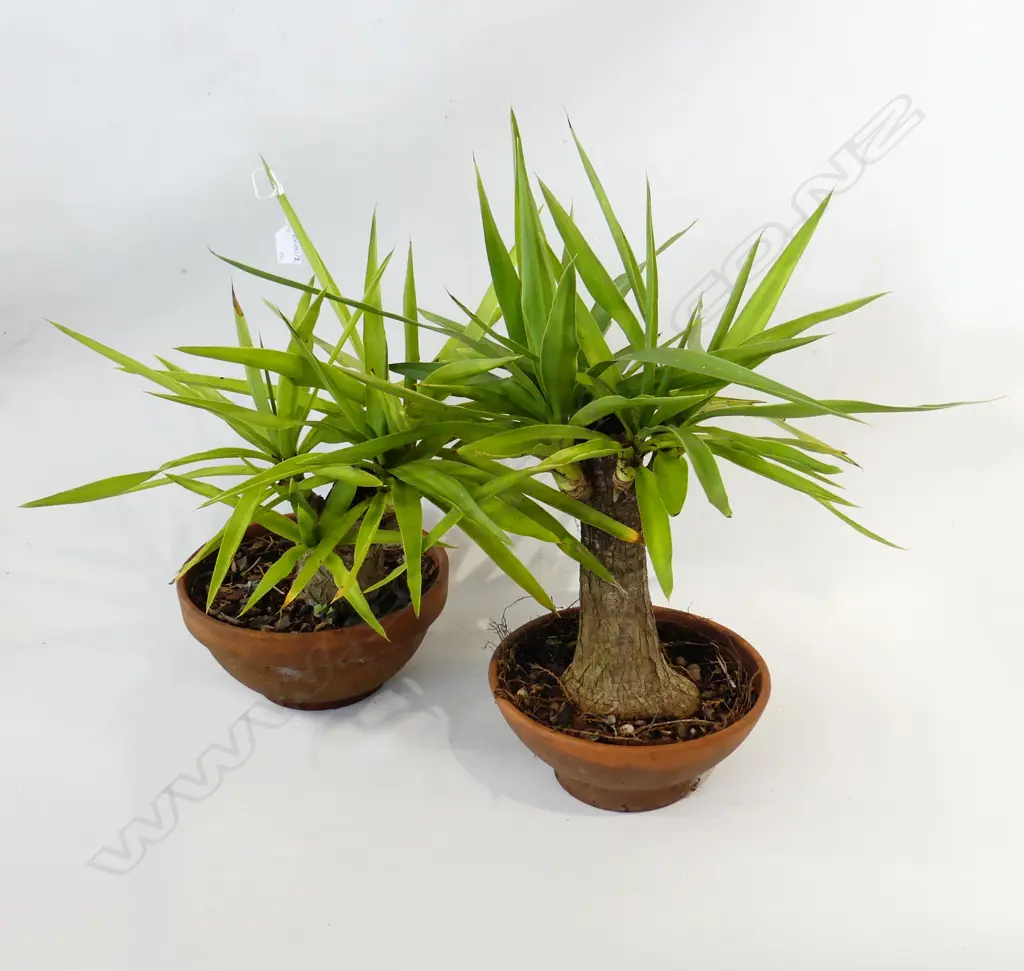 PR YUCCA PLANTS H.550mm Image 1++
