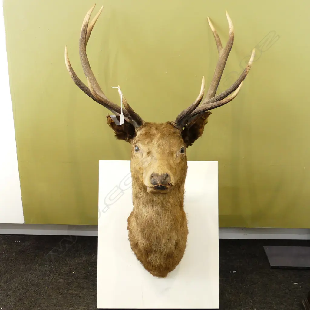 TAXIDERMY; 10 POINTER STAG HEAD H.1400 W.700mm Image 1++