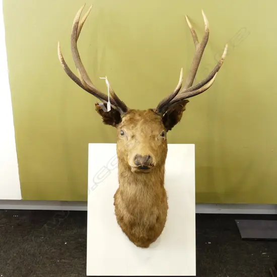 TAXIDERMY; 10 POINTER STAG HEAD H.1400 W.700mm