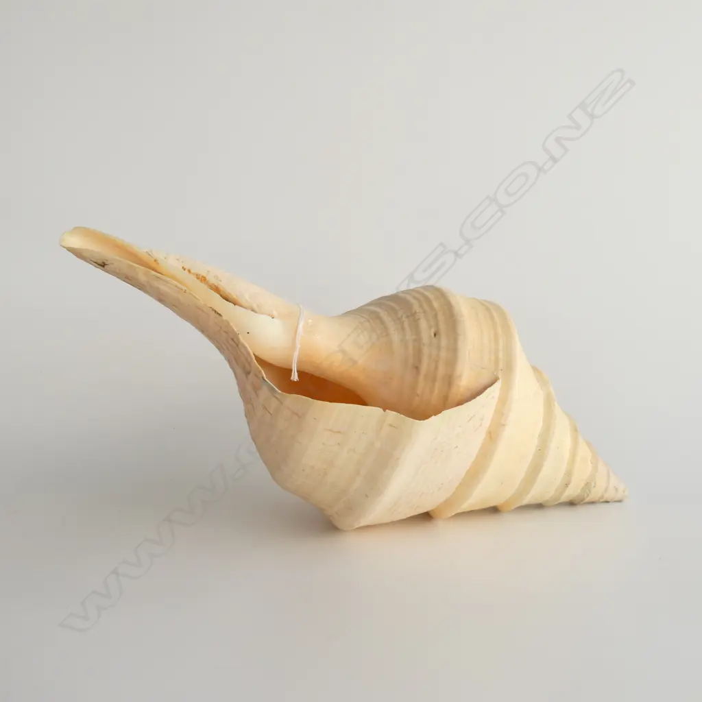 LG TRUMPET SHELL, L. 460mm Image 1++