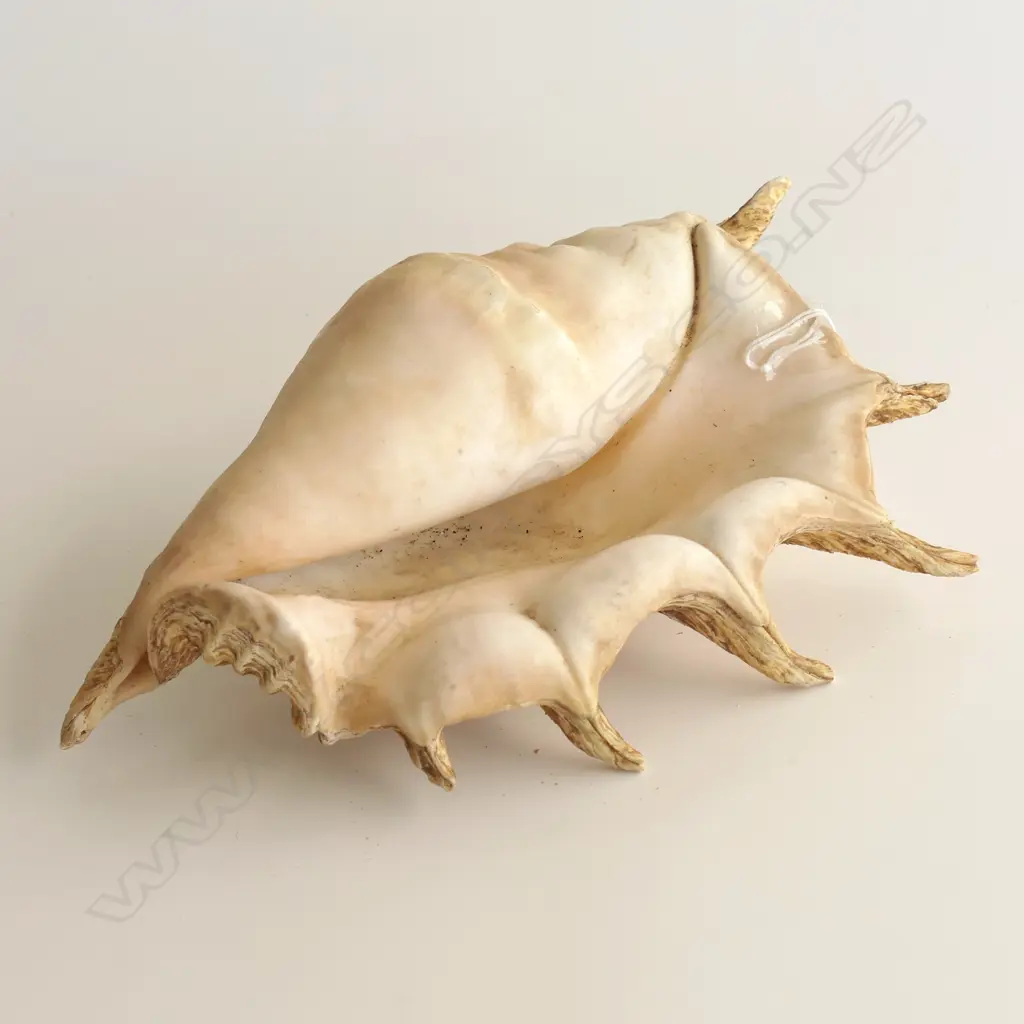LG SPIDER CONCH SHELL L. 290mm Image 1++