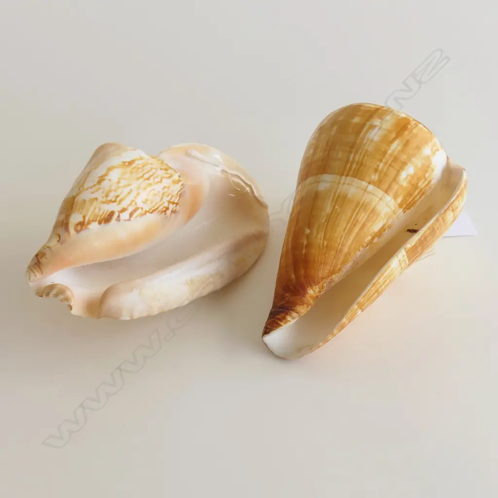 2 LG SHELLS, CONCH (L. 150mm) & CONE (L. 135mm) Image 1++