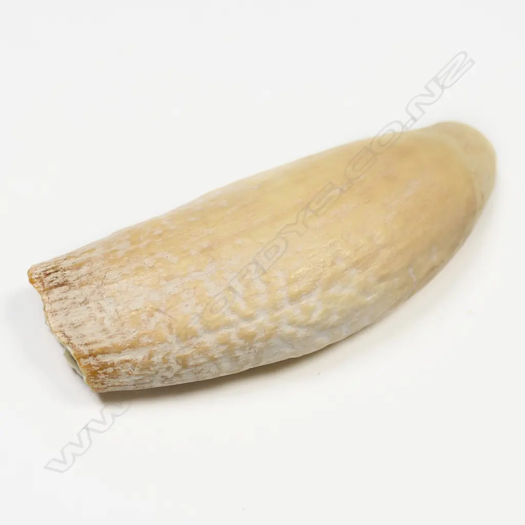 SPERM  WHALES TOOTH L100MM Image 1++