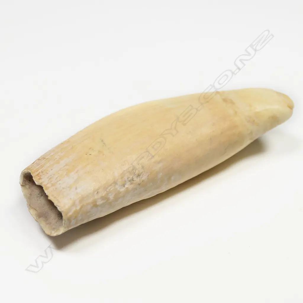 SPERM  WHALES TOOTH L100MM Image 1++