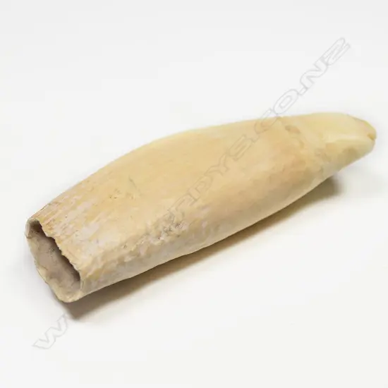 SPERM  WHALES TOOTH L100MM