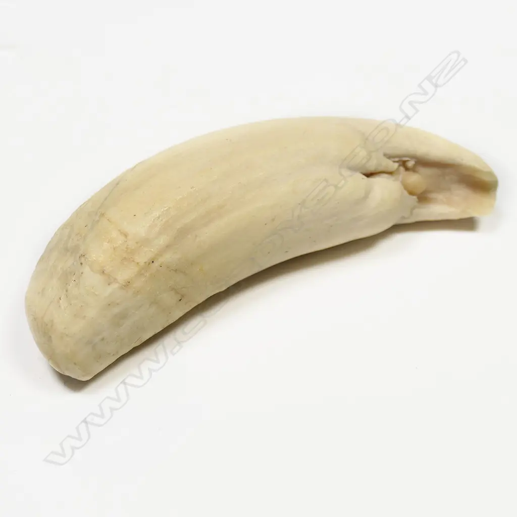 SPERM WHALES TOOTH L120MM Image 1++