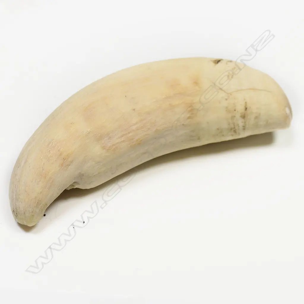 SPERM WHALES TOOTH L120MM Image 1++