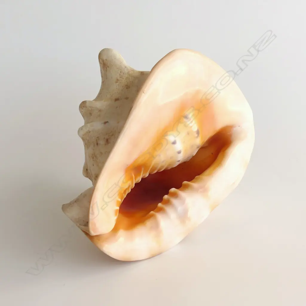 LG HORNED QUEEN HELMET CONCH SHELL, L. 235mm Image 1++