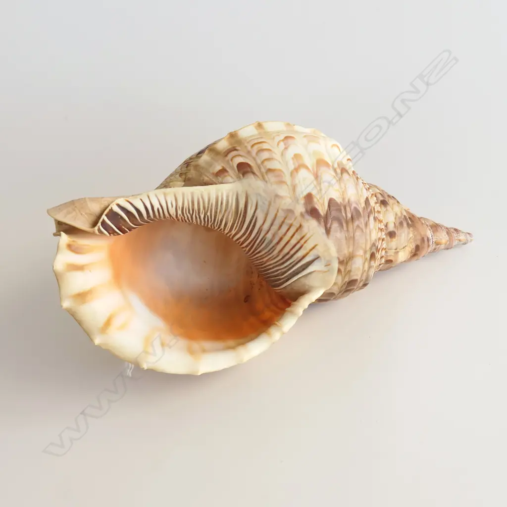 LG TRITON SHELL, L. 350mm Image 1++