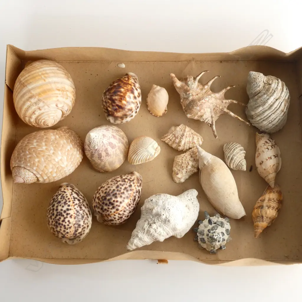 LG SHALLOW BOX ASST SHELLS INCL TIGER COWRIE ETC.. Image 1++
