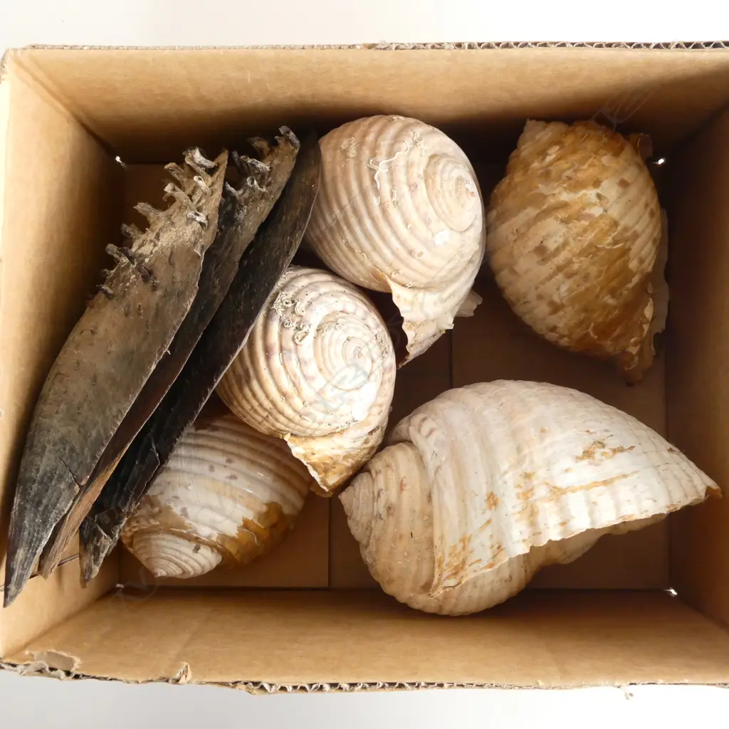 5 ASST LG SEA SNAIL SHELLS & 3 X LG MUSSEL SHELLS Image 1++
